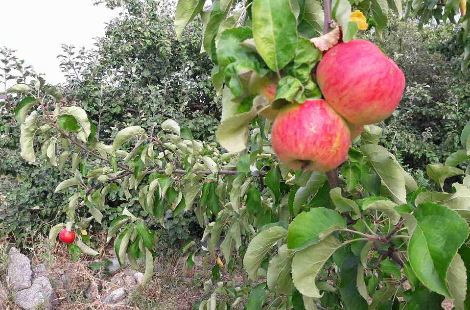 С банкротящейся воронежской плодово-ягодной компании взыскивают свыше 60 млн