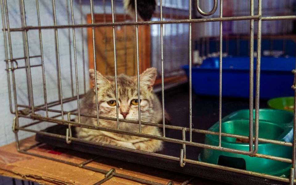 Кошка погибла при пожаре в котокафе в Воронеже