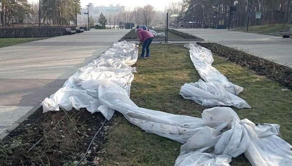 Розы в парке «Алые паруса» в Воронеже начали освобождать от укрывного материала