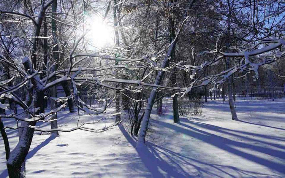 Аномально холодная и бесснежная погода установится на рабочей неделе в Воронежской области