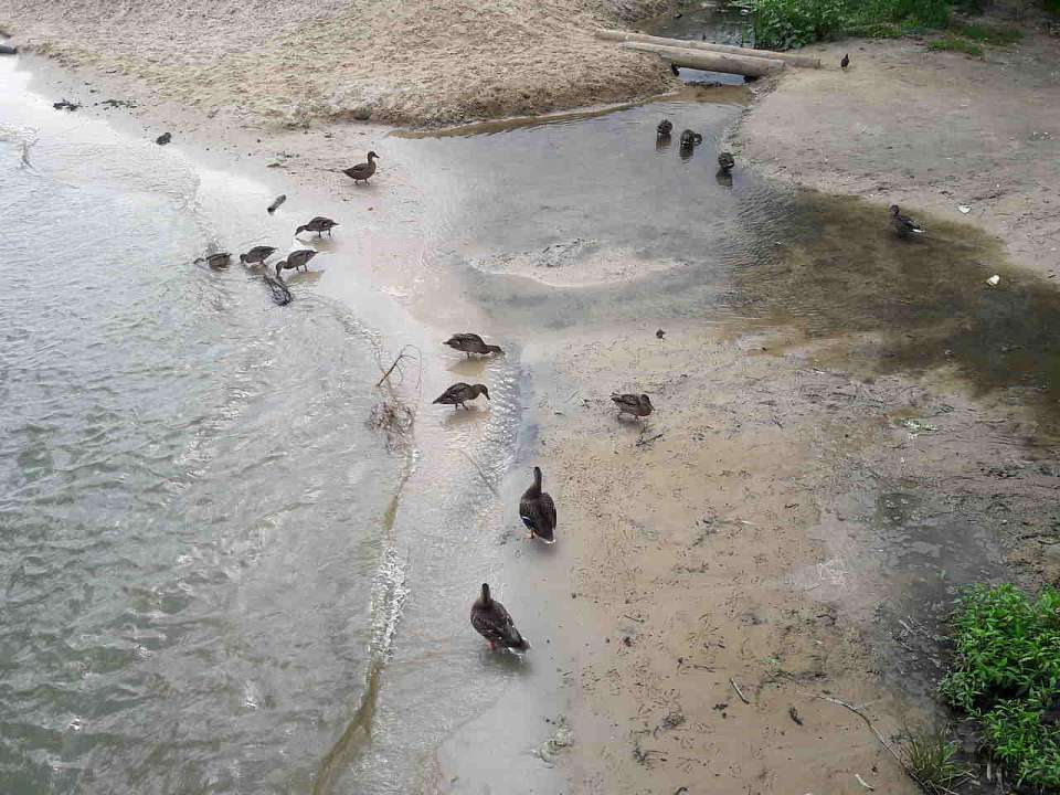 За 111 млн рублей местная фирма благоустроит набережную в воронежском Павловске