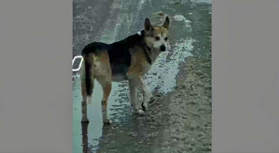 Под Воронежем неизвестный выстрелил в бездомную собаку из арбалета