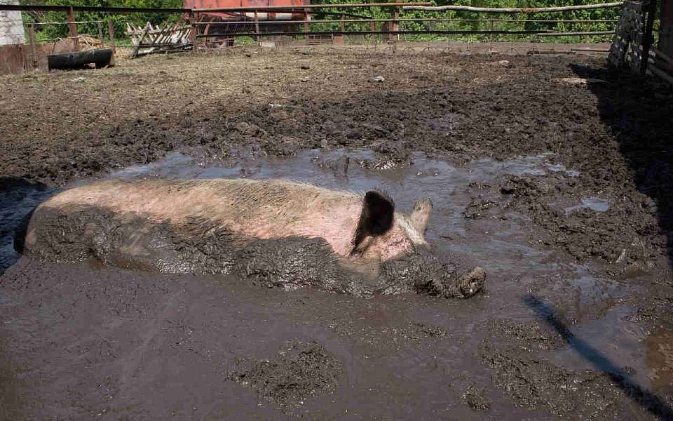 Грубые ветеринарные нарушения вскрыли на свиноферме под Воронежем