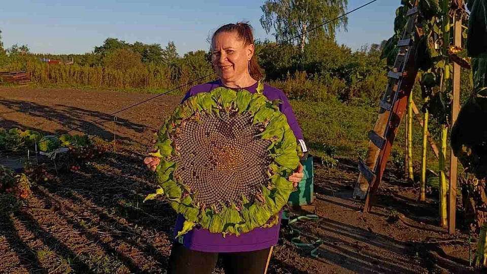 Воронежские супруги вырастили овощи-гиганты и подсолнечник высотой 4,5 метра