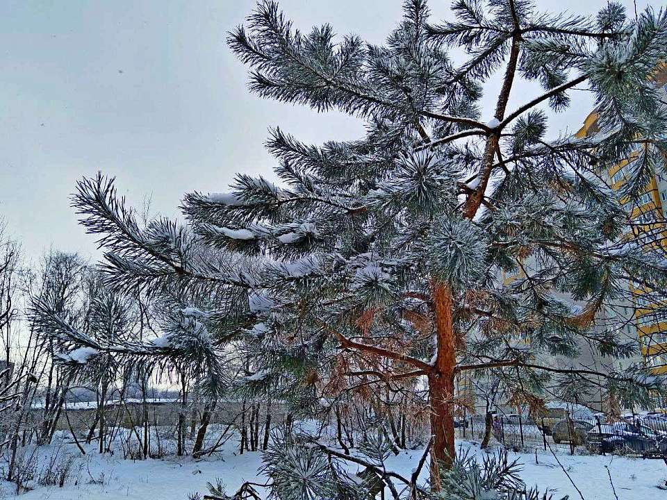 Что будет в Воронеже 25 февраля. Алексей Рыбный. Заигрыш. Возобновление 45-го маршрута. Капремонт дома с квартирой Мордасовой