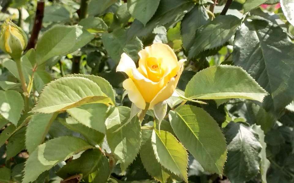 В Коминтерновском районе стартовал цветочный конкурс