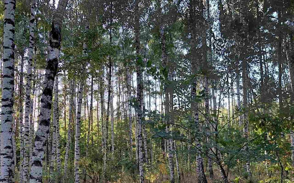 О погоде на 17 сентября рассказали воронежские синоптики