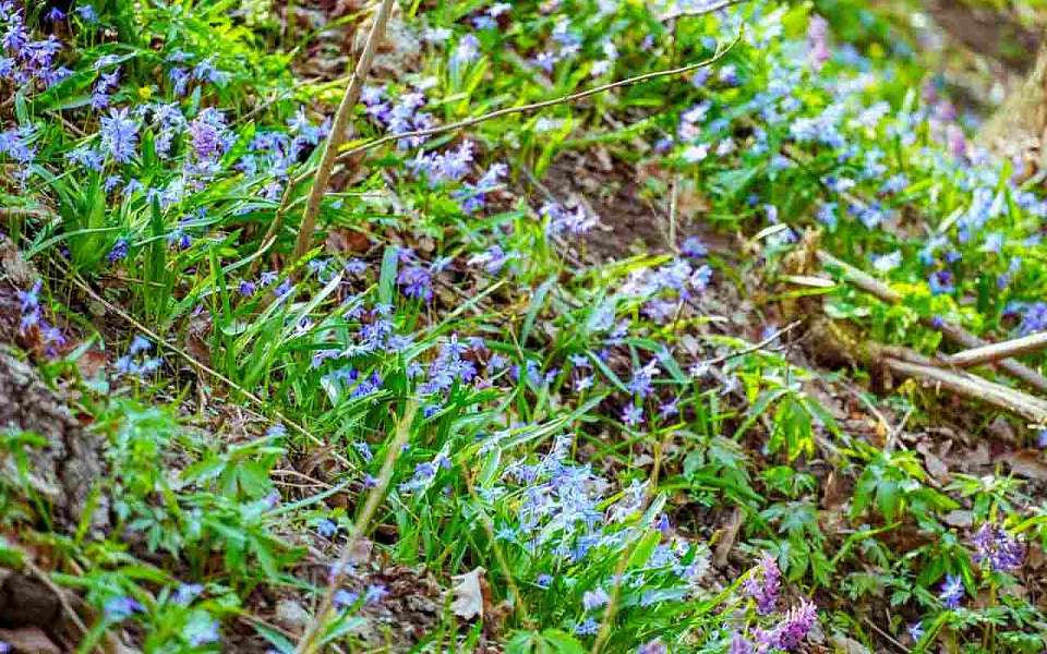 Похолодание до +5 градусов вернется в Воронежскую область