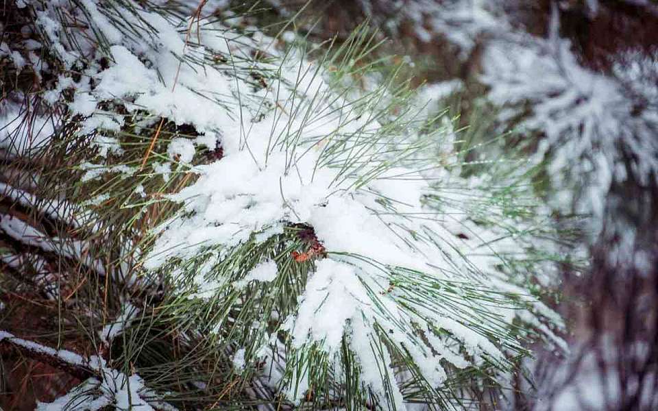Холодный и пасмурный день ожидает 9 февраля воронежцев