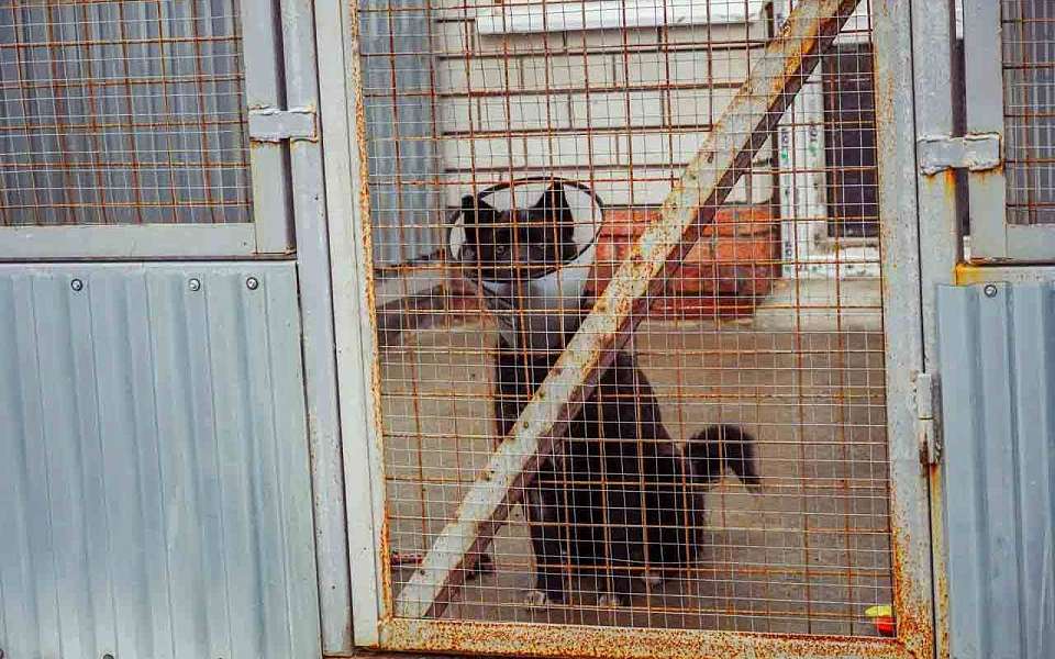 Еще два карантина введут в Воронежской области