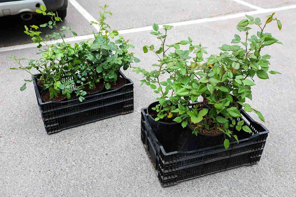 Кусты роз для Северодонецка (ЛНР) передала администрация Воронежа