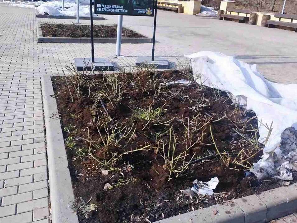 В воронежских парках сняли зимние укрытия с роз