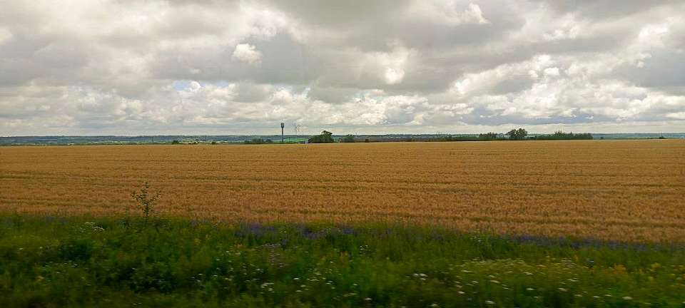 Собрать 5,8 млн тонн зерновых и зернобобовых намерены в Воронежской области