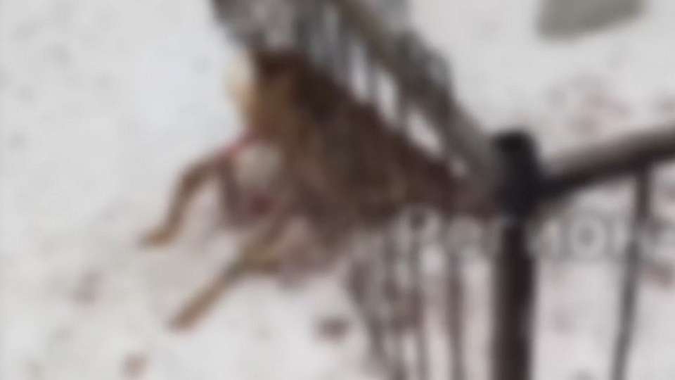 Страшная картина на Полыновском кладбище предстала глазам воронежцев