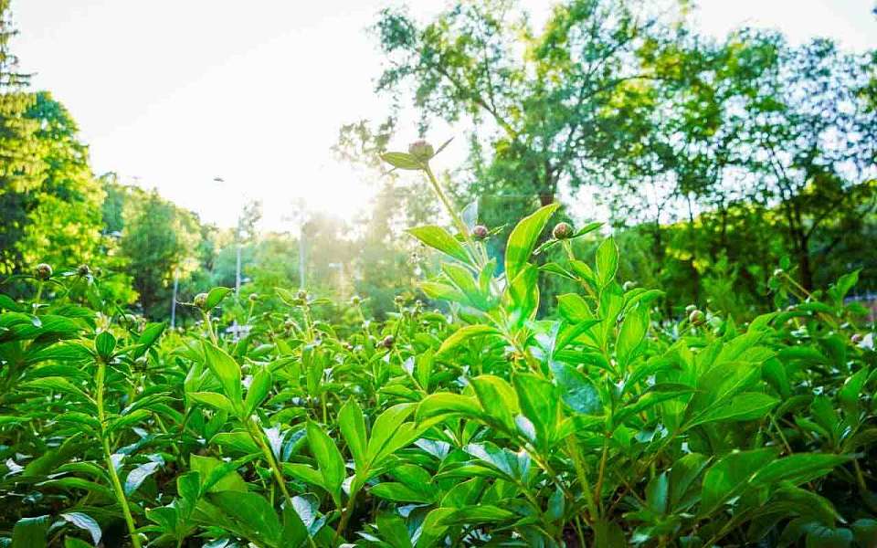 Жаркая погода установится в первую неделю лета в Воронежской области