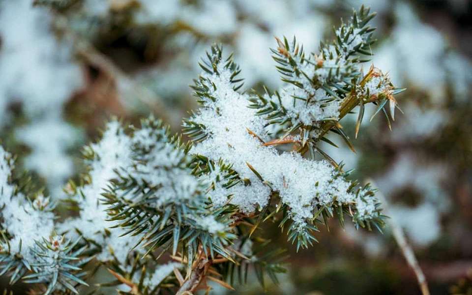 Какой будет погода во вторник, 20 января, рассказали синоптики воронежцам