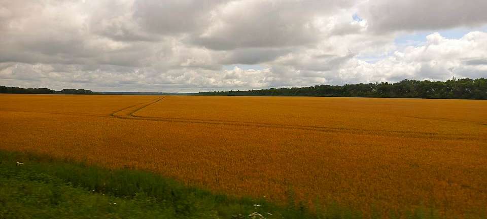 Не менее 6,2 млн тонн зерновых культур соберёт Воронежская область в 2025 году