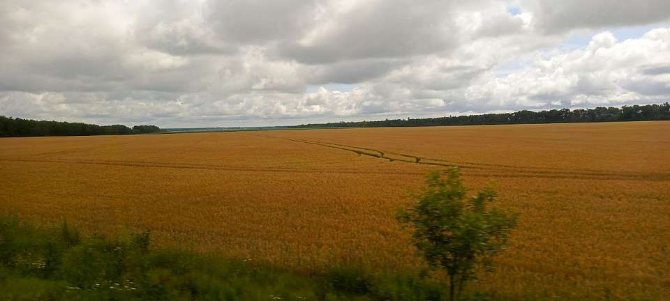 Зерно нового урожая уже начали реализовывать воронежские аграрии