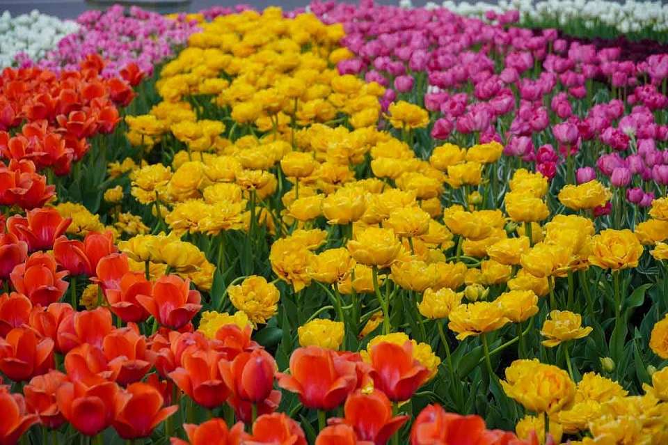 Более 34 тыс. однолетних растений появятся летом в воронежских цветниках