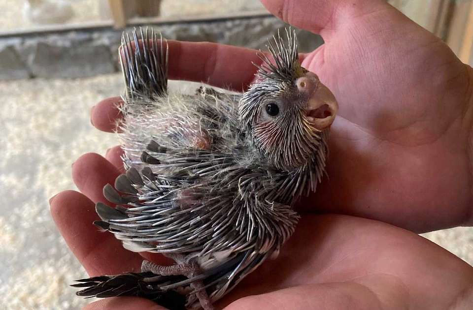 В Воронежском зоопарке появилось пернатое и пушистое пополнение