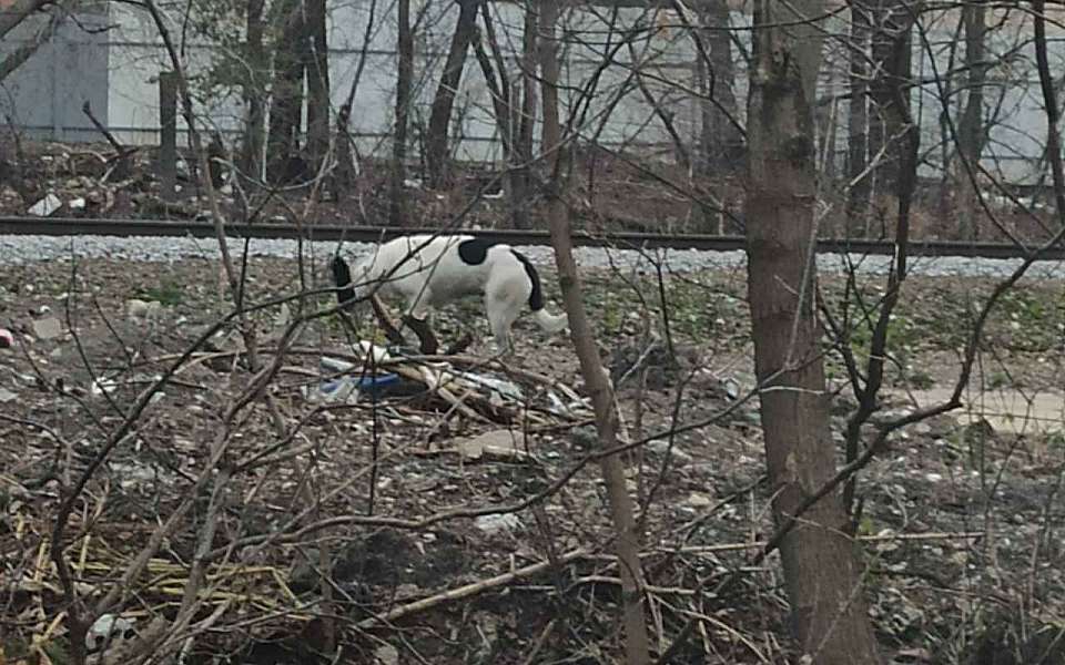 Как сообщить на горячую линию о безнадзорных животных в Воронеже 