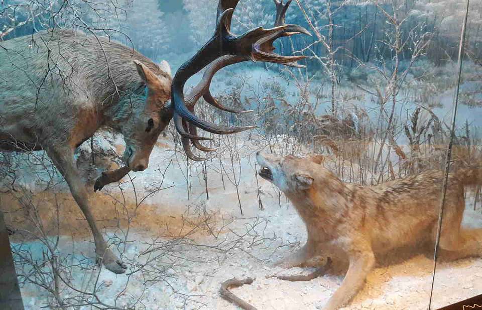 В лесах Воронежской области замечена стая свирепых волков