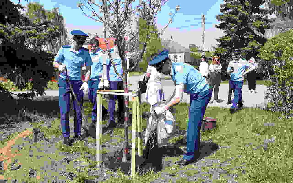 В преддверии Дня Победы в сквере «Молодежный» у воинского захоронения № 10 высадили деревья