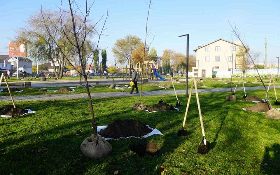 Более 4,1 тыс. деревьев собираются посадить в 2026 году в Воронеже