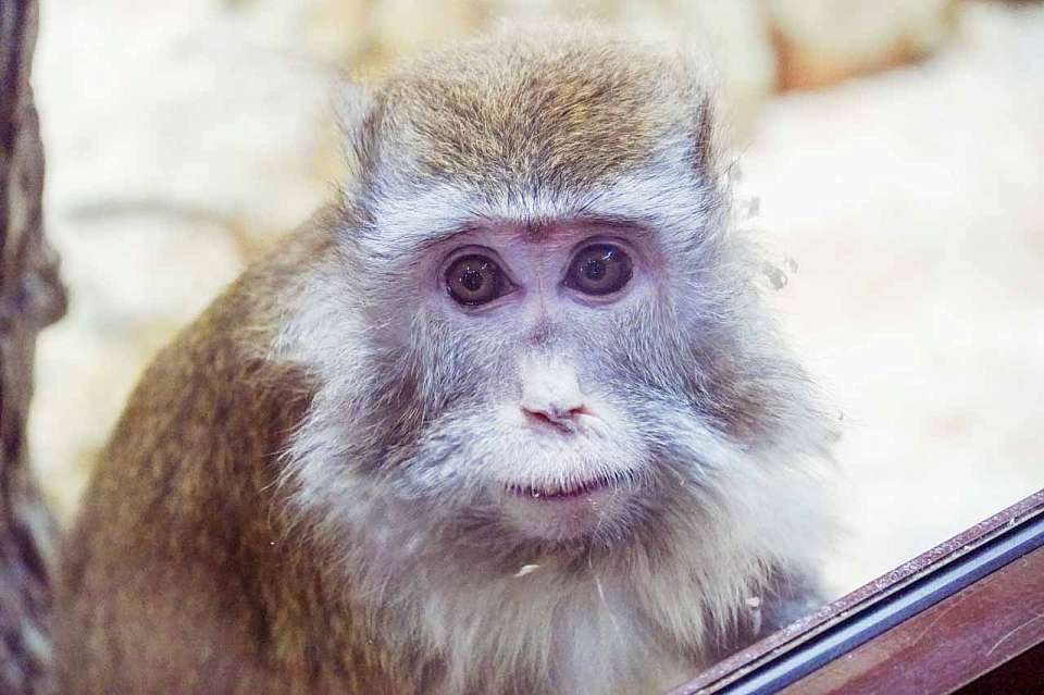 Игрунки, макаки и мартышки. Какие приматы живут в воронежском зоопарке