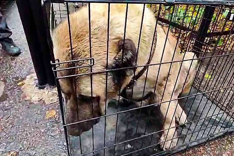 Покусавшего 3 человек алабая отловили в Воронеже