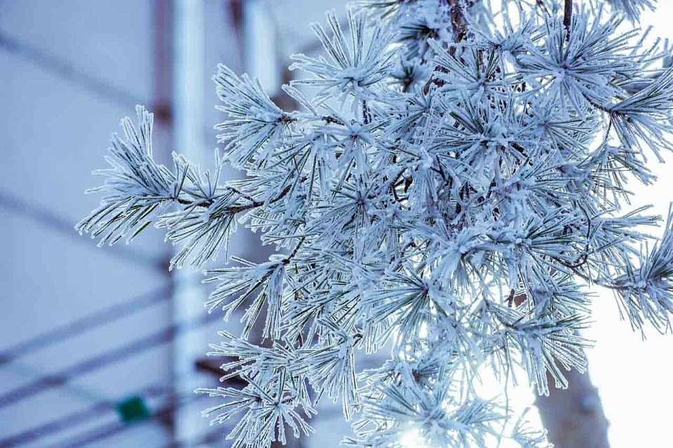 Морозный и бесснежный день ожидает 3 февраля воронежцев