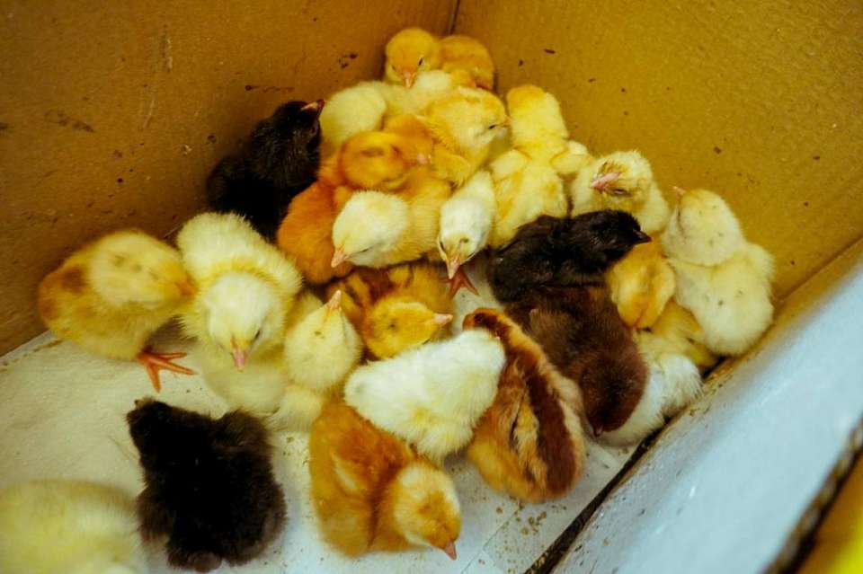 Приостановили проект строительства птицефабрики под Воронежем