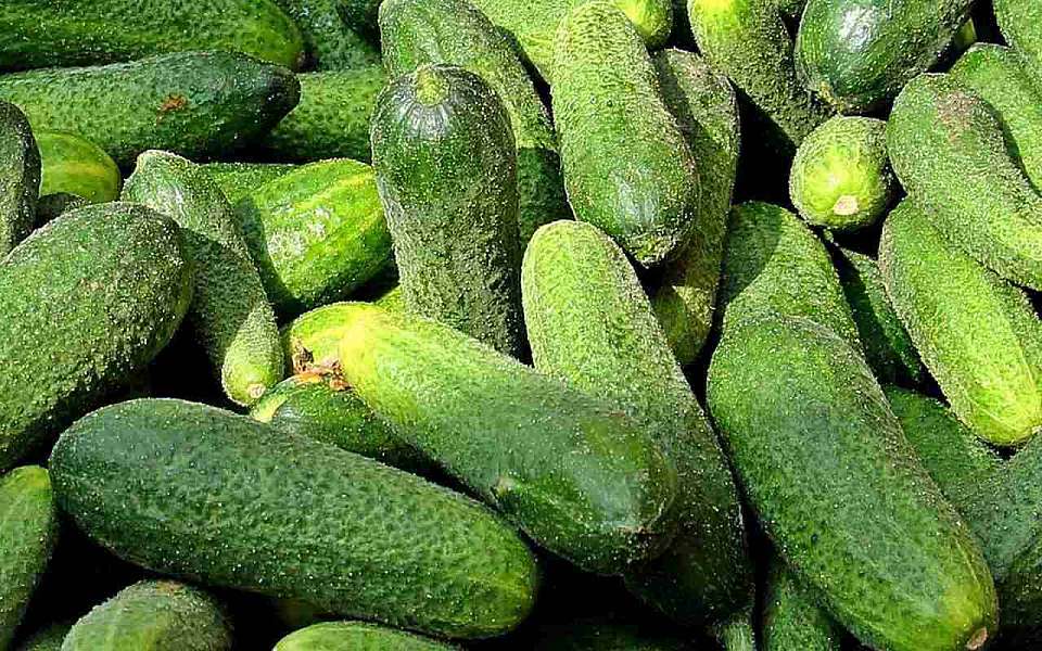 Огурцы и другие овощи подорожали в Воронежской области