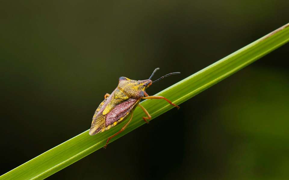 Резко выросло число укушенных клещами жителей Воронежской области