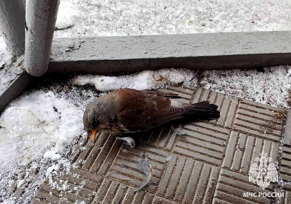 Раненного ястребом дрозда в Воронеже спасли сотрудники МЧС