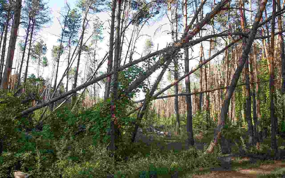 Тайник с гексогеном нашли в лесу в Воронежской области