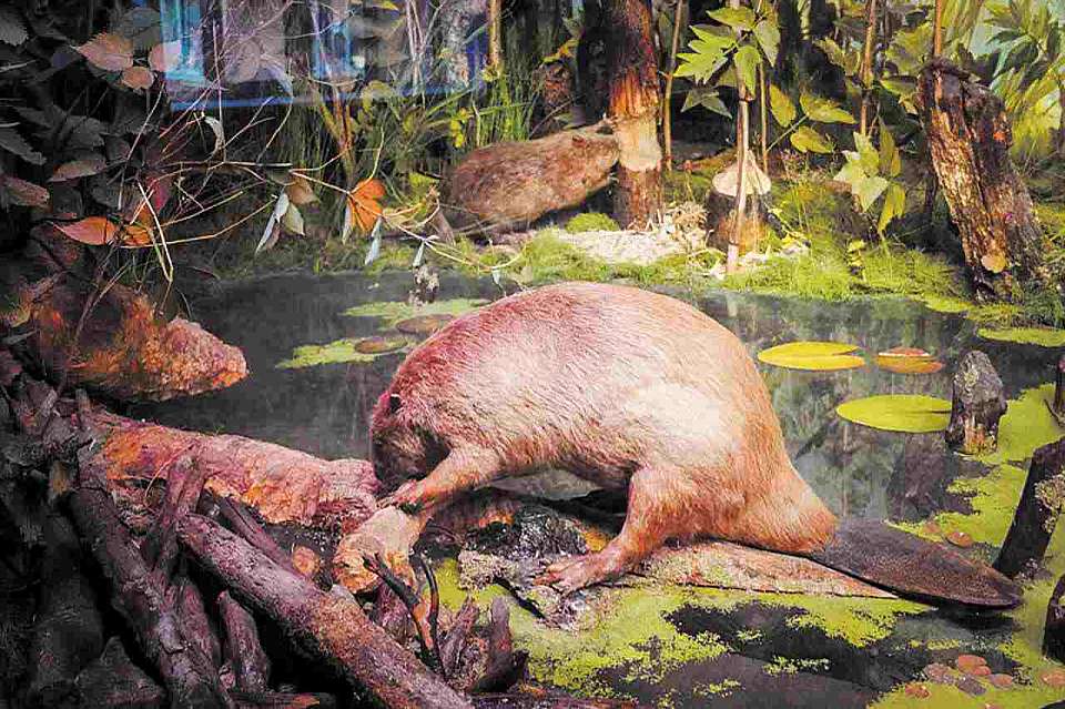 Точка притяжения: Воронежский государственный биосферный заповедник им. Пескова празднует вековой юбилей