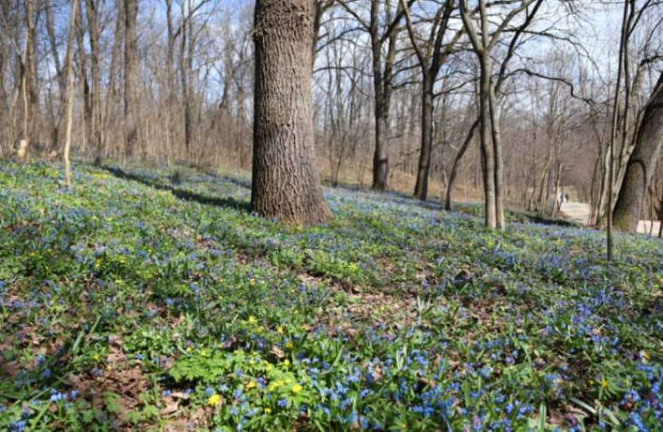 Потепление до +5 градусов в начале марта придет в Воронежскую область
