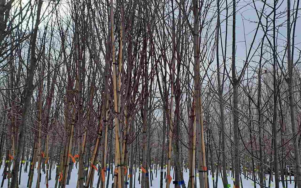 Подрядчика для весеннего озеленения ищут в Воронеже