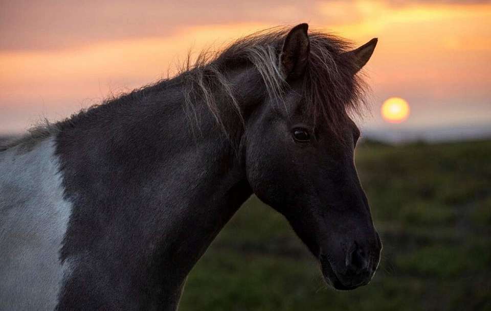 Что будет в Воронеже 27 марта. Скотник. День войск Росгвардии. Отставка судей. Выборы главы Новоусманского района