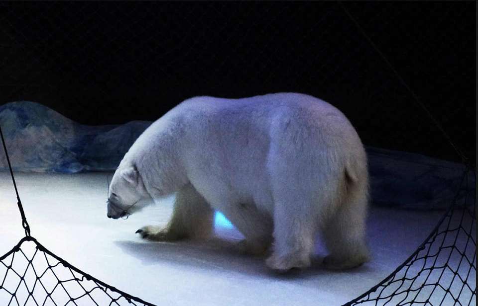 Чуть больше месяца будет гостить в Воронеже Цирк на льду «Айсберг», гастроли которого начнутся в Воронеже 8 марта