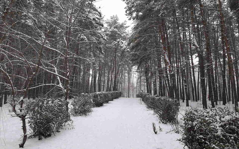 Заявок на благоустройство сквериков, парков или зелёных уголков ждут в мэрии Воронежа