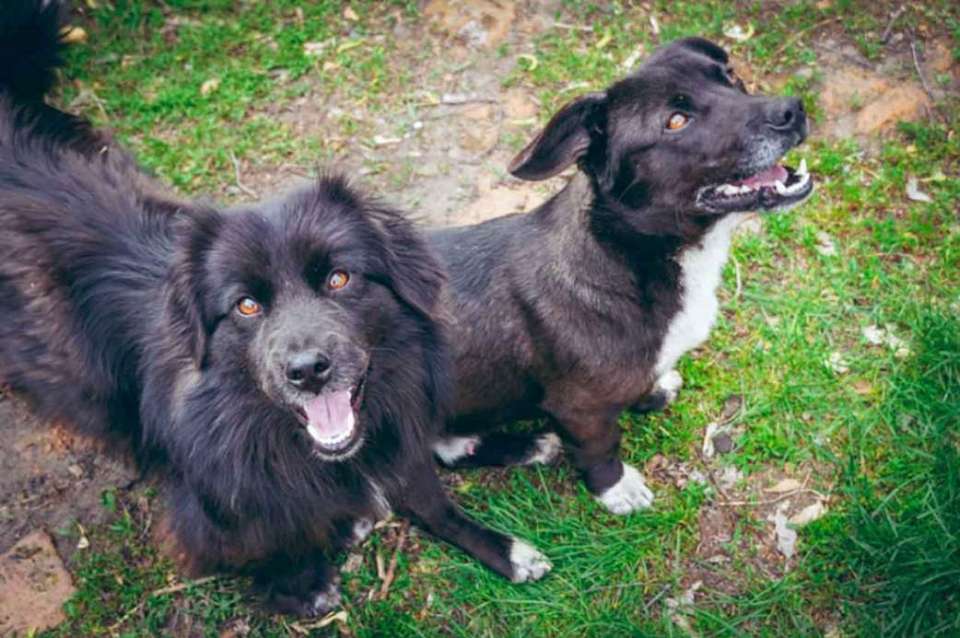 С начала февраля 170 бездомных собак отловили в Воронеже