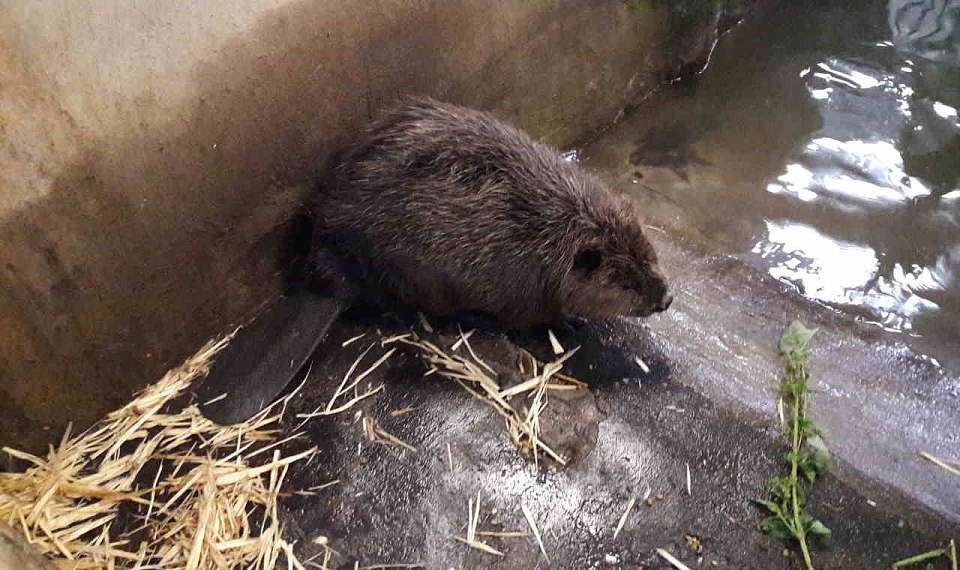 Минприроды проверит воронежскую реку после загрязнения фекалиями и гибели бобра