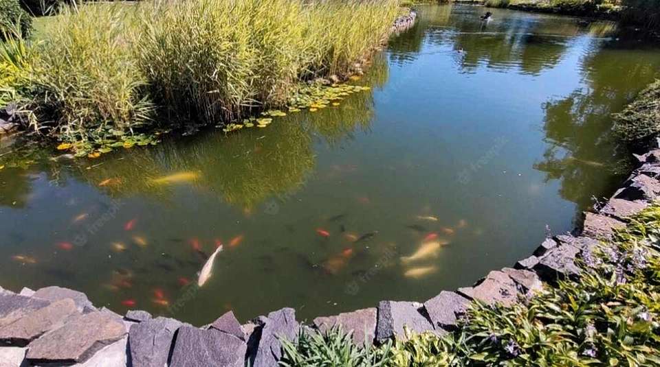 Ограничения на рыбалку ввели в Воронежской области