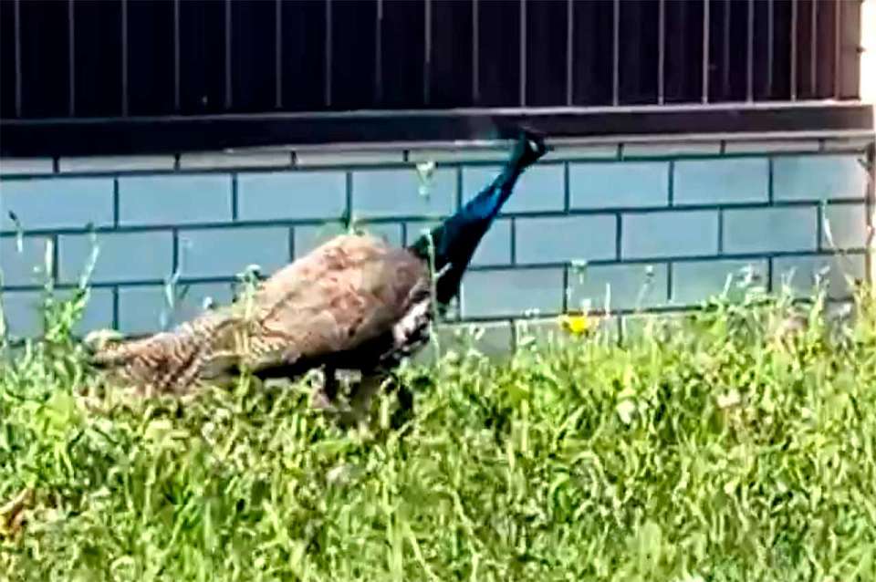 Гуляющего под Воронежем величественного павлина сняли на видео местные жители