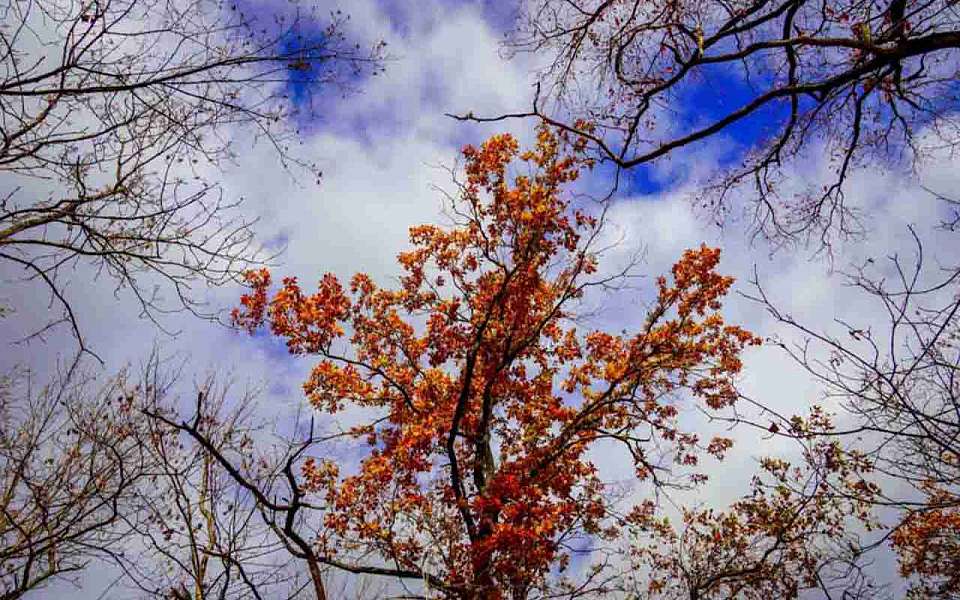 Ночные заморозки и потепление до +9 градусов ожидаются в выходные в Воронежской области