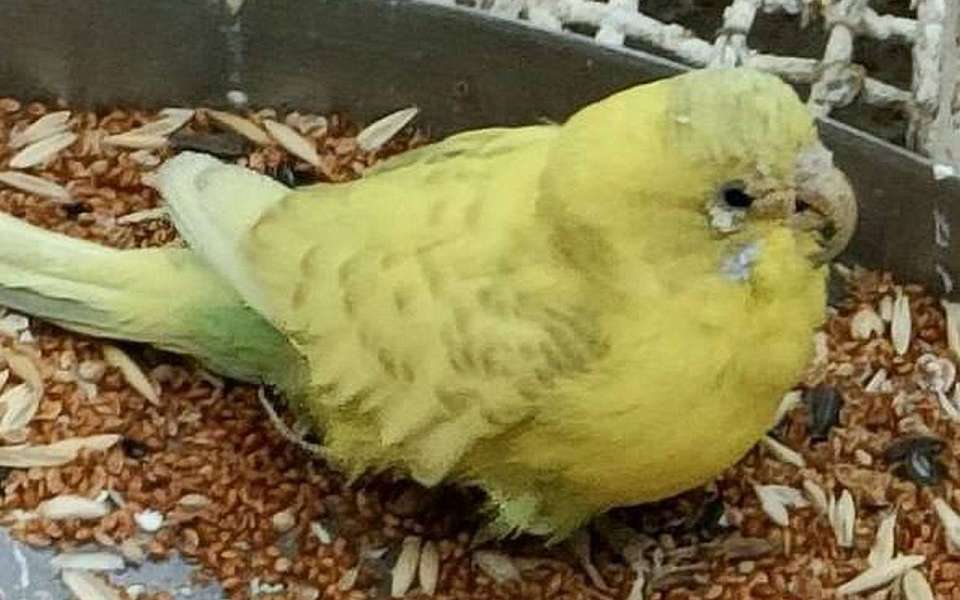 Полуслепые больные попугаи в кукольном театре обеспокоили жителей Воронежа      