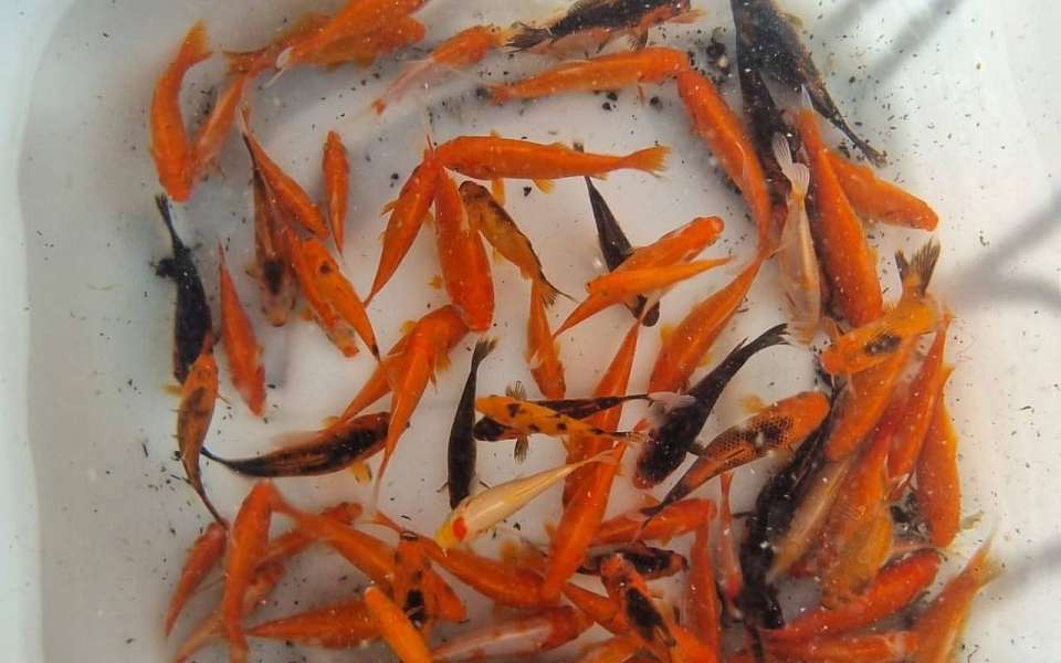 Декоративных карпов выпустили в водоем Воронежского центрального парка