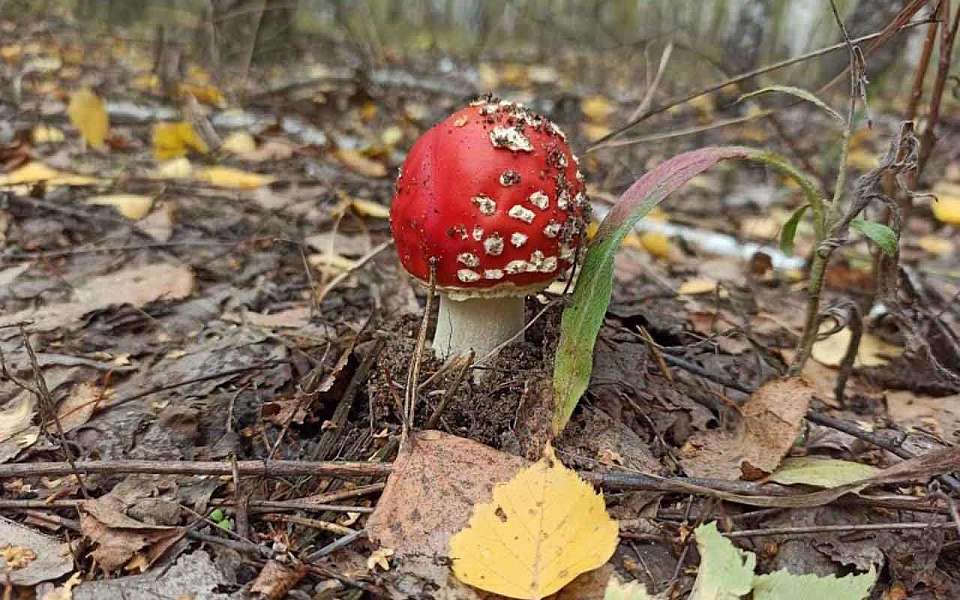 Грибами отравились пять человек в Воронежской области